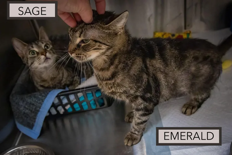 EmeraldC