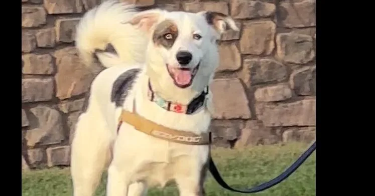 A young medium-sized male Tricolor (Brown, Black, & White) Australian Shepherd dog named Ralphie for adoption in Tigard, OR