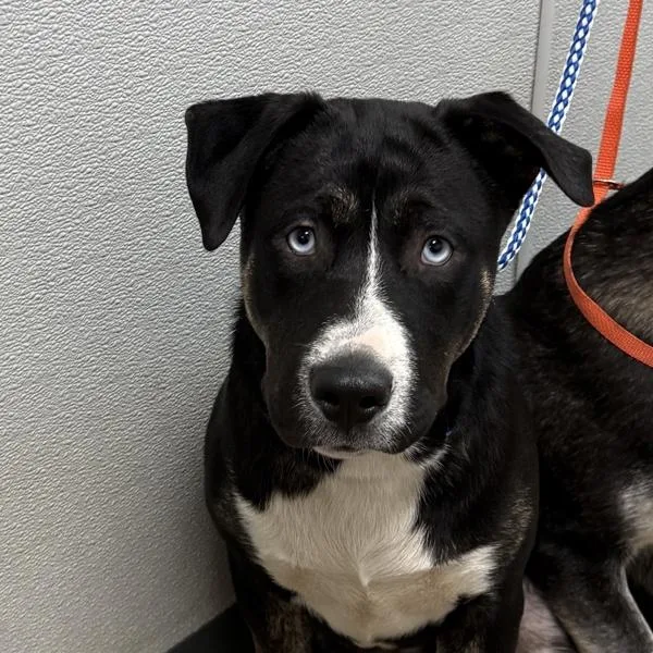 A young large-sized male Shepherd dog named Soothsayer for adoption in San Diego, CA