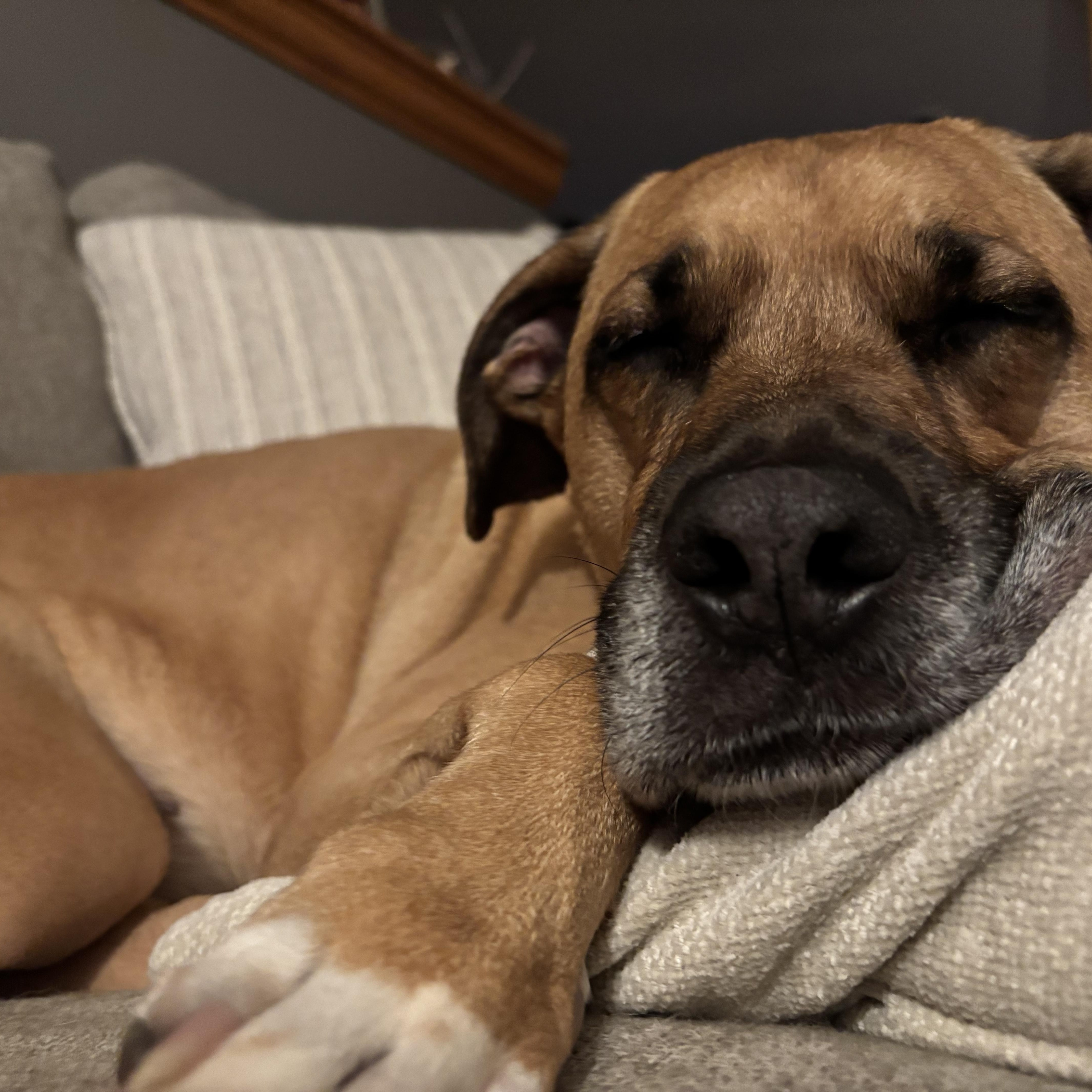 An adult large-sized female White / Cream Boxer dog named Athena for adoption in Brunswick, OH