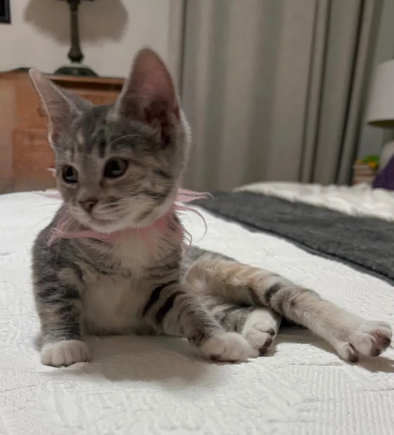 A baby small-sized female Domestic Short Hair cat named Amy for adoption in Columbia, IL