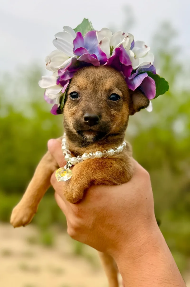 A baby small-sized female Chihuahua dog named Daphne for adoption in Media, PA