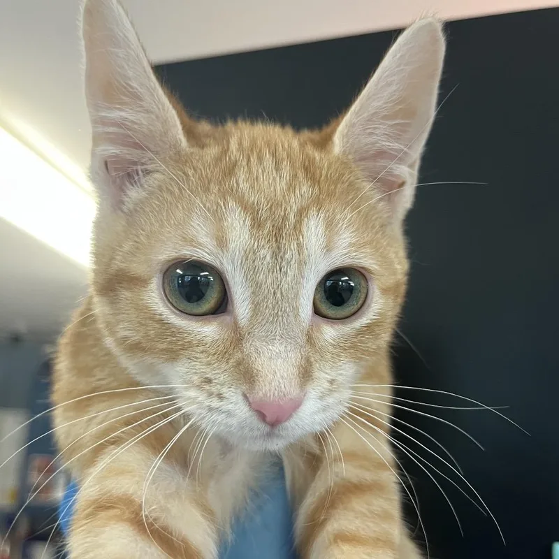 A baby small-sized female Domestic Short Hair cat named Kovu for adoption in Ruckersville, VA
