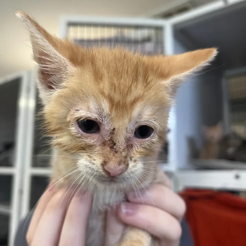 Kovu thumbnail 2