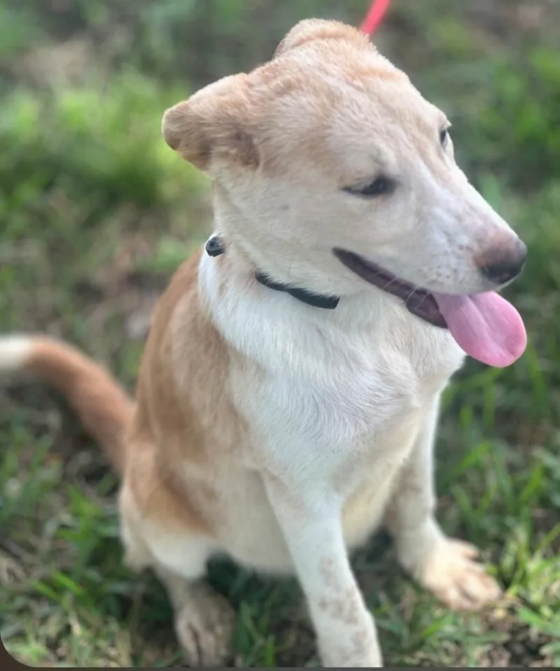 A baby medium-sized female Yellow / Tan / Blond / Fawn Husky dog named Delilah for adoption in Houston, TX