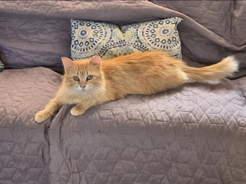 An adult medium-sized female Buff / Tan / Fawn Domestic Long Hair cat named Sweet Potato Meet for adoption in Farmington, MN