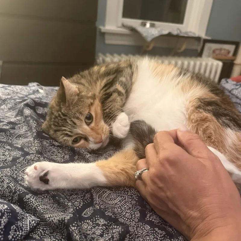 An adult medium-sized female Calico Domestic Short Hair cat named Ruthie for adoption in Lemoyne, PA