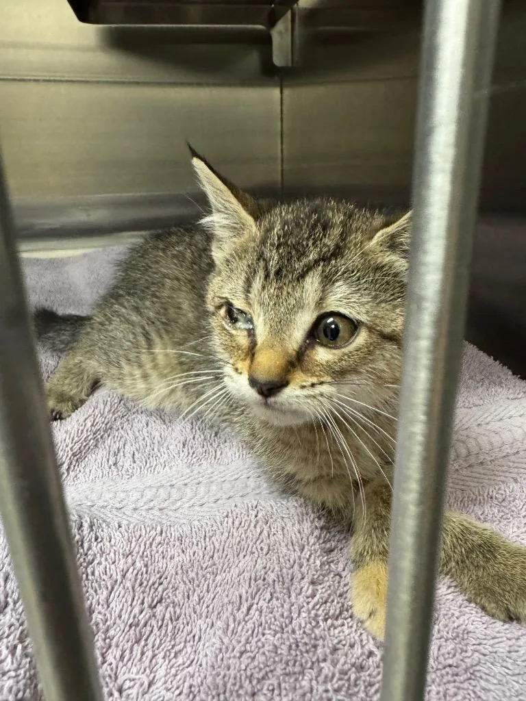 A baby medium-sized female Domestic Short Hair cat named Porschea for adoption in Great Bend, KS