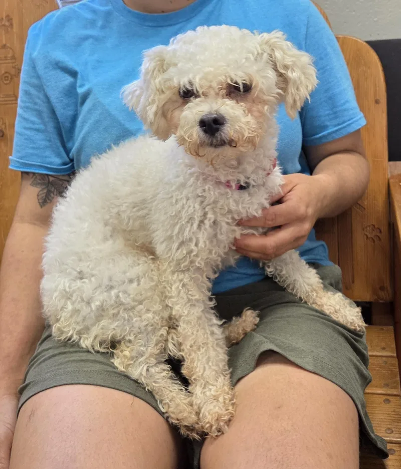 An adult small-sized female Poodle dog named Lucy for adoption in Parsons, KS