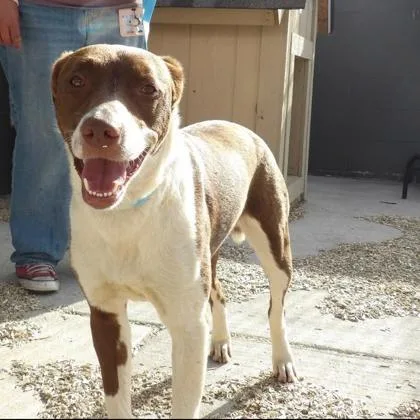 A young large-sized female Mixed Breed dog named Lola for adoption in Janesville, WI