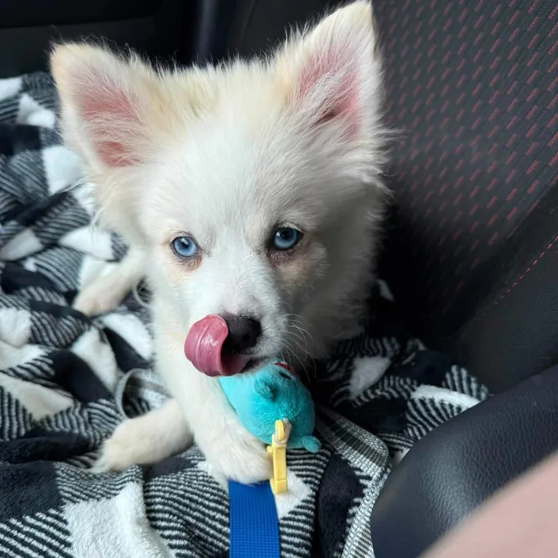 A baby small-sized male White / Cream Pomeranian dog named Fletcher for adoption in St. Charles, IL