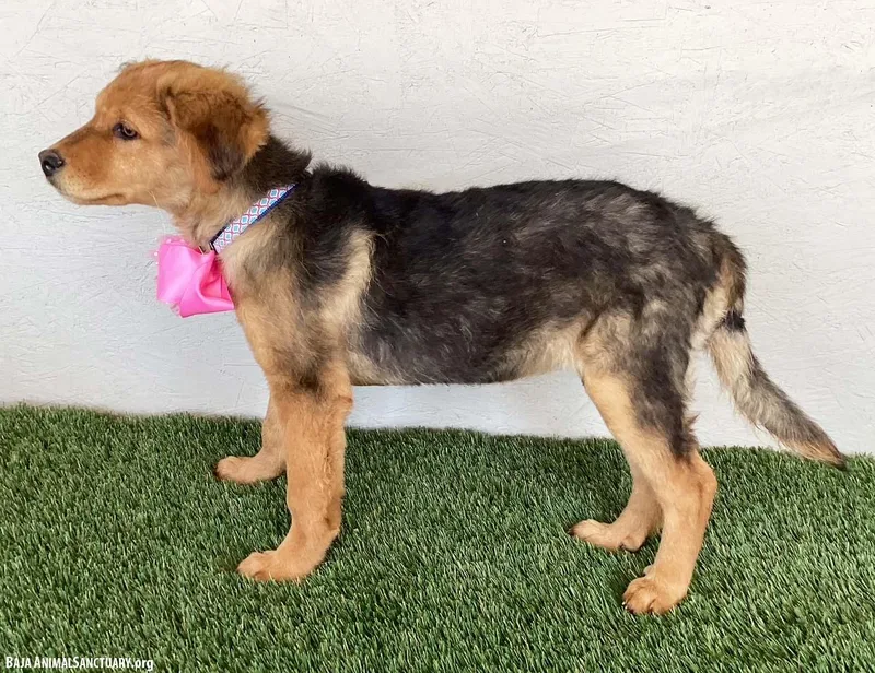 A baby medium-sized female Black Australian Shepherd dog named Missy for adoption in San Diego, CA