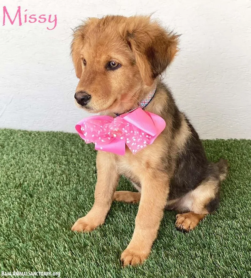 Missy thumbnail 2