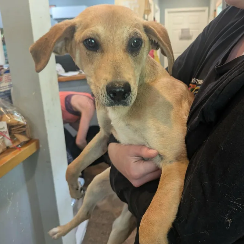 A young medium-sized female Yellow / Tan / Blond / Fawn Mixed Breed dog named Nakoma for adoption in Boaz, AL