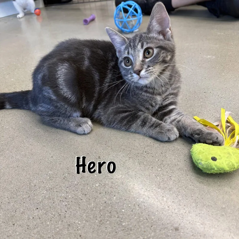 A young medium-sized female Domestic Short Hair cat named Hero for adoption in Spring Lake, NJ