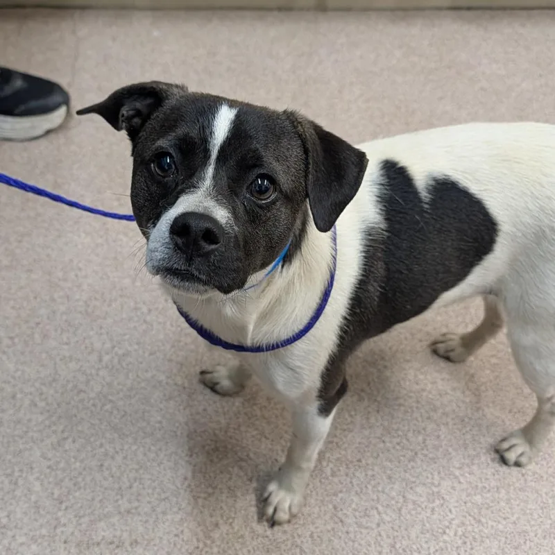 A young medium-sized male Black Mixed Breed dog named Squirt for adoption in Ardmore, OK