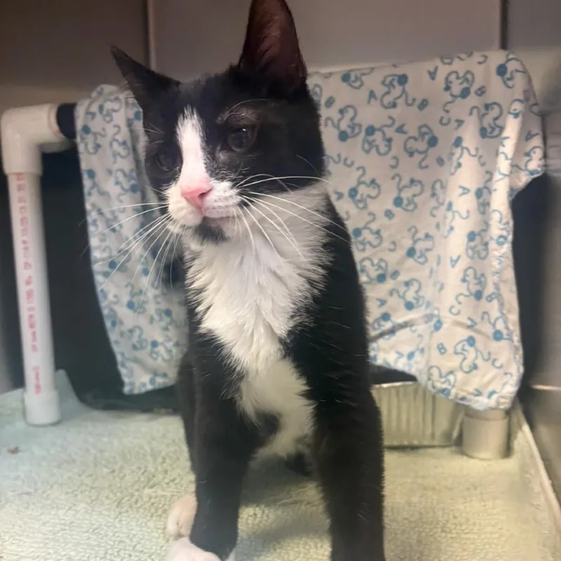 A baby medium-sized male Black Domestic Short Hair cat named Cookie for adoption in Charlottesville, VA