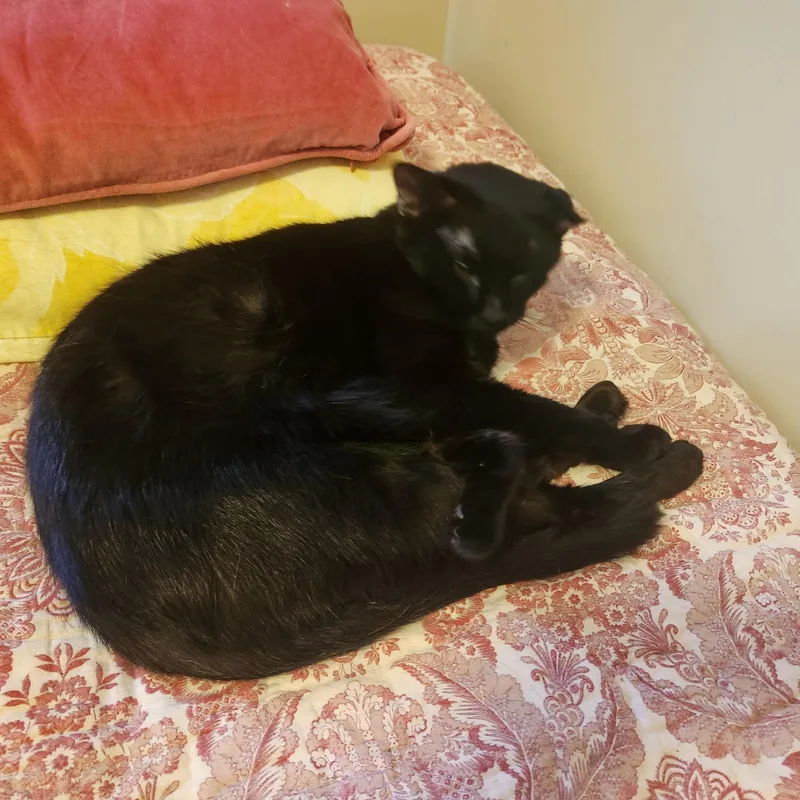 An adult large-sized male Black Domestic Short Hair cat named Ace for adoption in Leesburg, VA