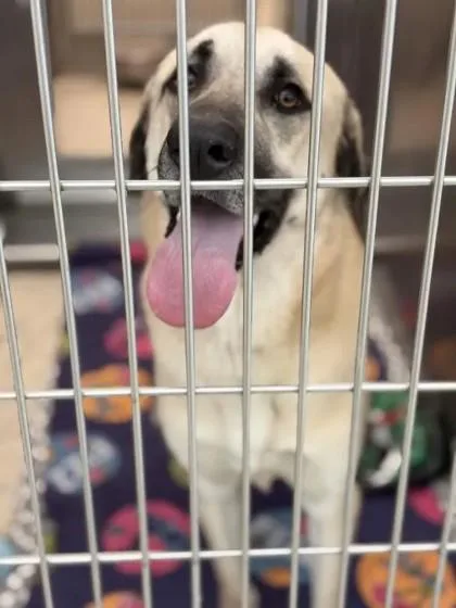 An adult large-sized male Mixed Breed dog named Beenie for adoption in Memphis, TN