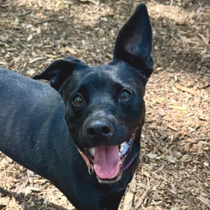 An adult medium-sized female Brindle Mixed Breed dog named Wilma for adoption in Decatur, GA