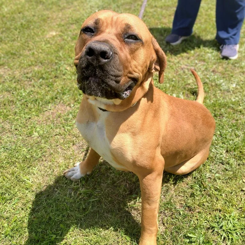 Dixie Doo thumbnail 2