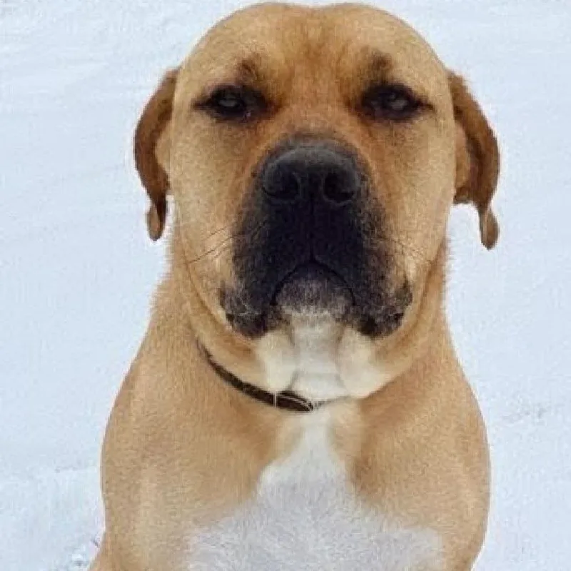 Dixie Doo thumbnail 3