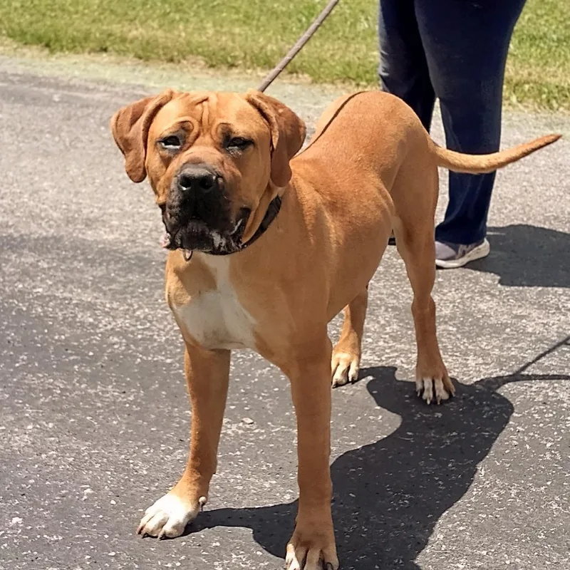 Dixie Doo thumbnail 4