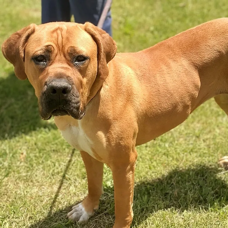 Dixie Doo thumbnail 5