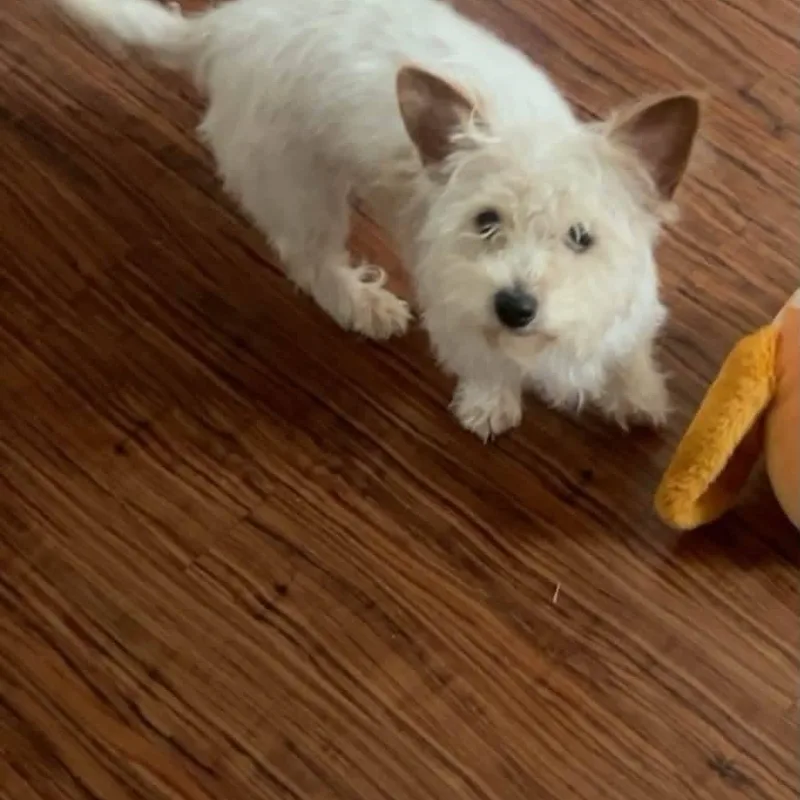 A baby small-sized female White / Cream Scottish Terrier dog named Scout for adoption in Mobile , AL