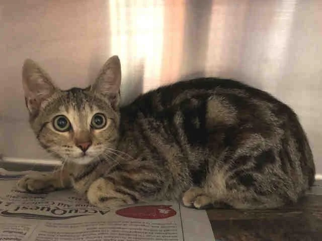 An adult large-sized female Domestic Short Hair cat named Jade for adoption in Van Nuys, CA