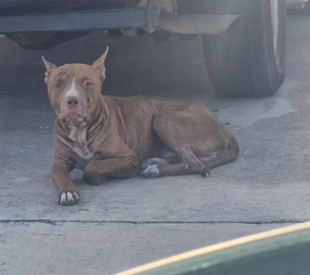 A young medium-sized male American Staffordshire Terrier dog named A for adoption in San Antonio, TX