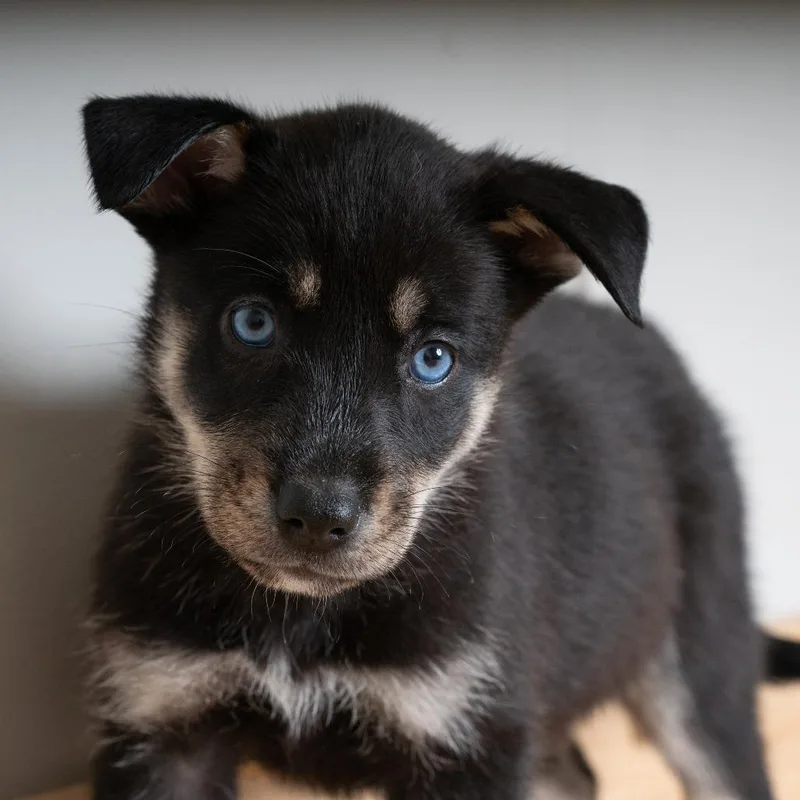 A baby medium-sized female Black Shepherd dog named Toya D for adoption in Minnetonka, MN