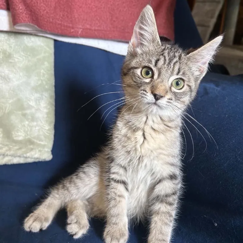 A baby small-sized female Brown / Chocolate Domestic Short Hair cat named Platypus for adoption in Woodbury, NJ