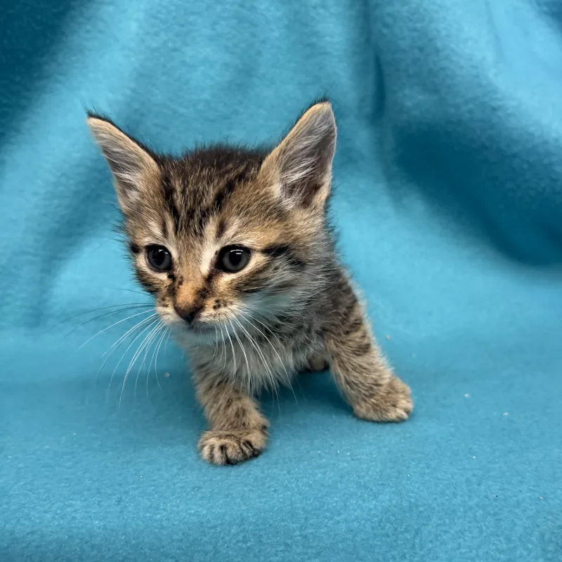 A baby medium-sized male Domestic Short Hair cat named Gadget for adoption in Oakdale, CA