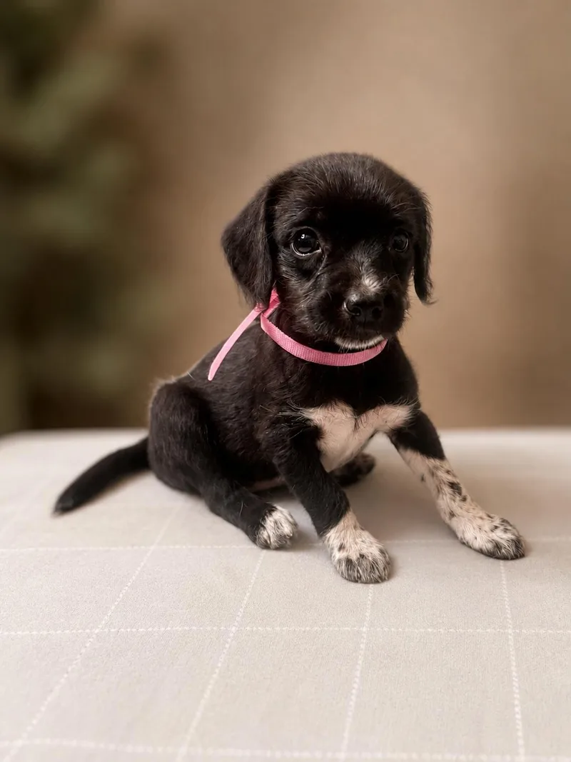 Daisy thumbnail 2