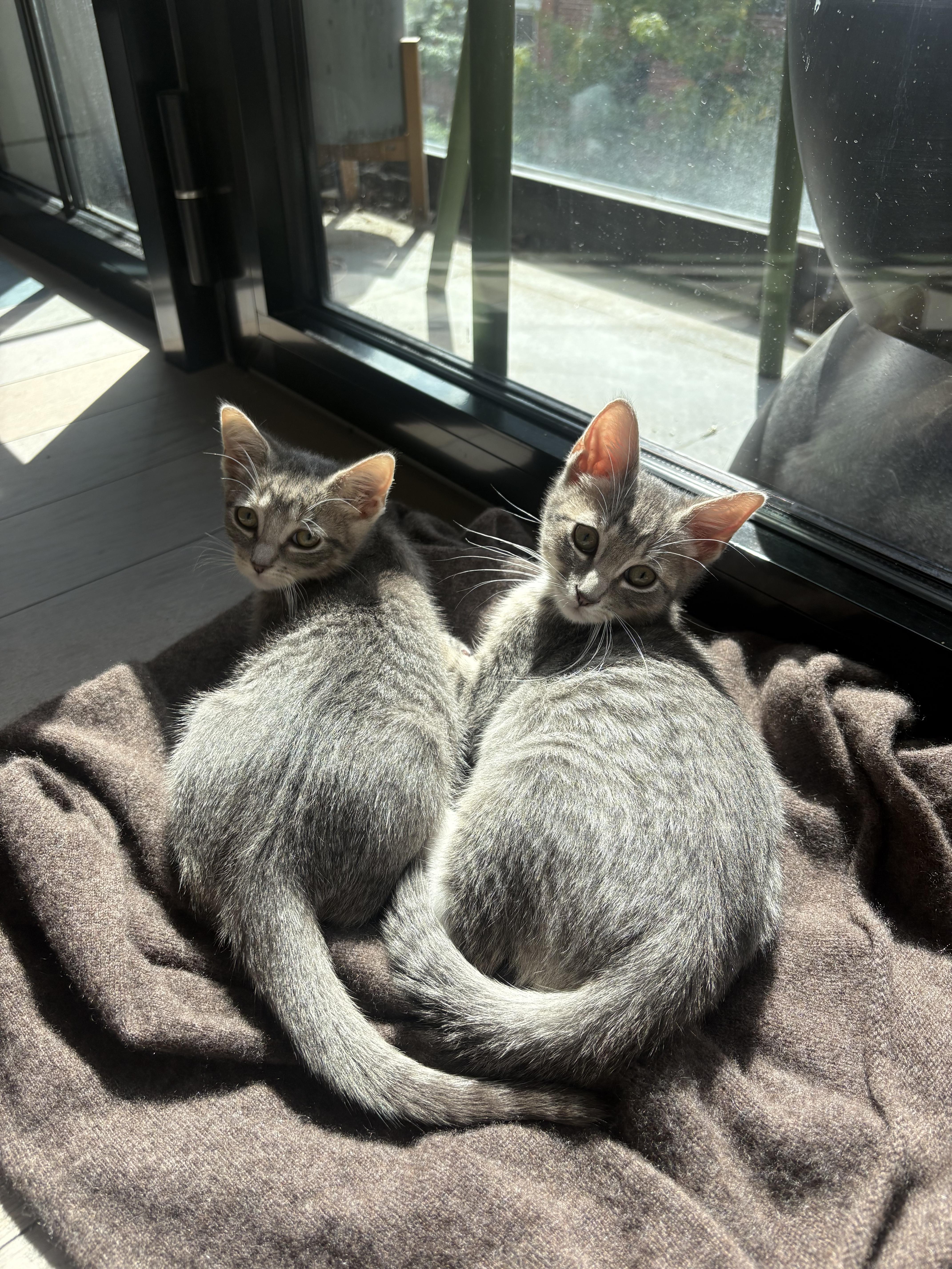 A baby small-sized male Gray & White Domestic Short Hair cat named Gray Goose & Grayt for adoption in brooklyn, NY