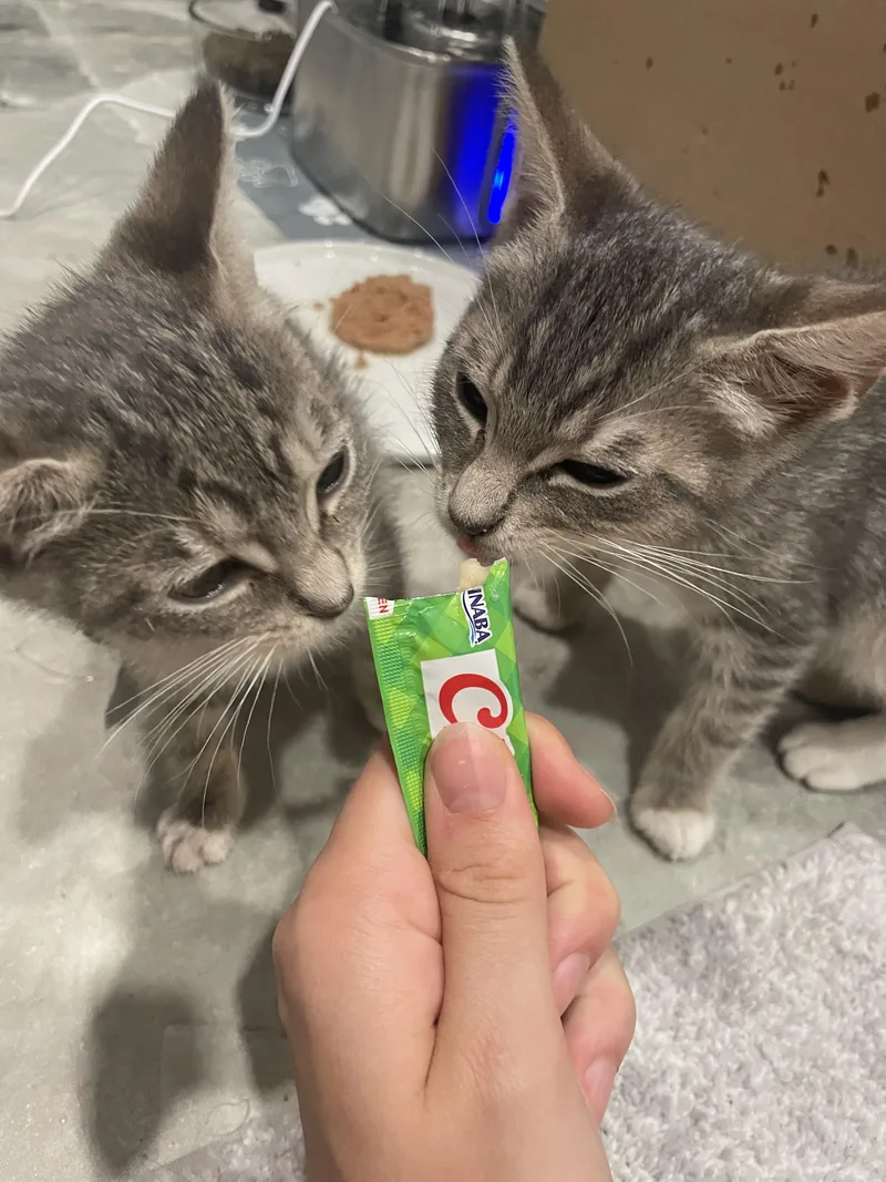 Gray Goose & Grayt thumbnail 4