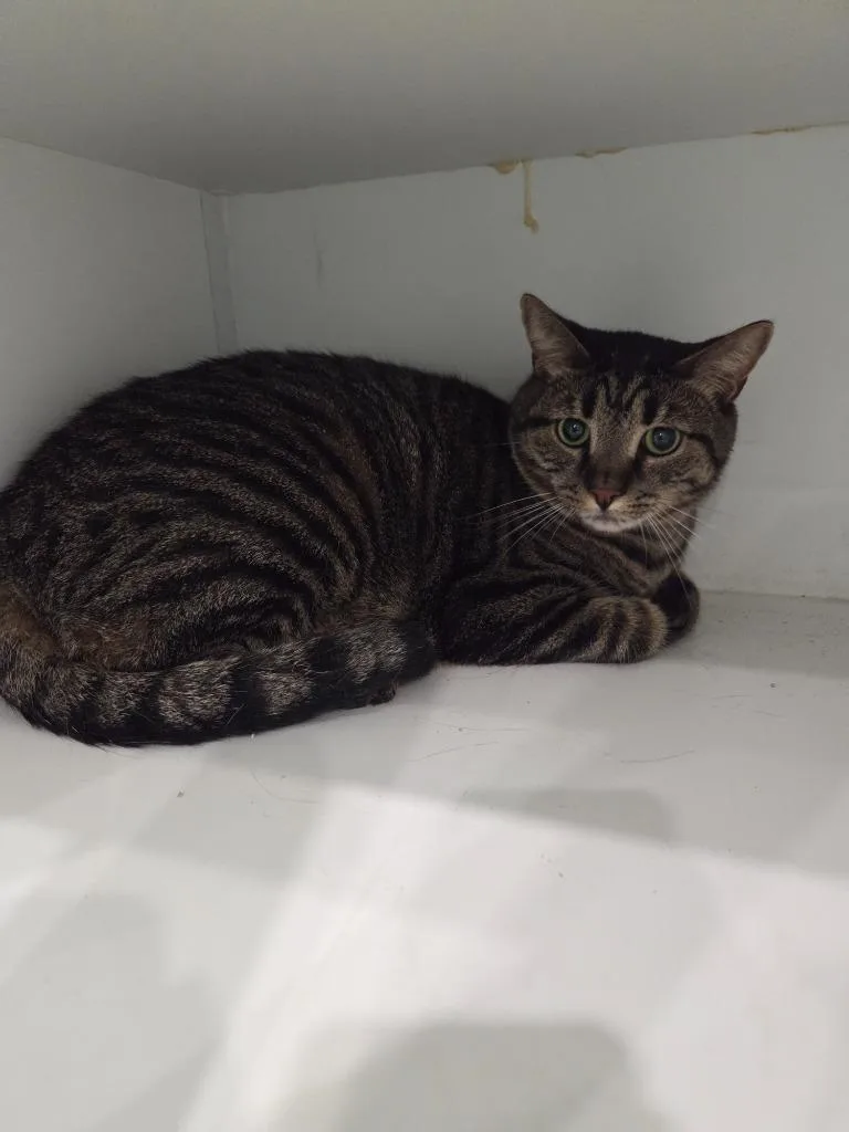A young small-sized male Domestic Short Hair cat named Marley for adoption in Lunenburg, VT