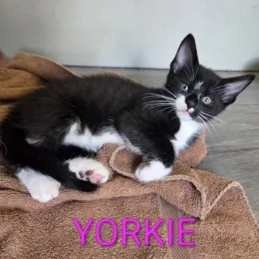 A baby small-sized female Black & White / Tuxedo Domestic Short Hair cat named Yorkie for adoption in Bentonville, AR
