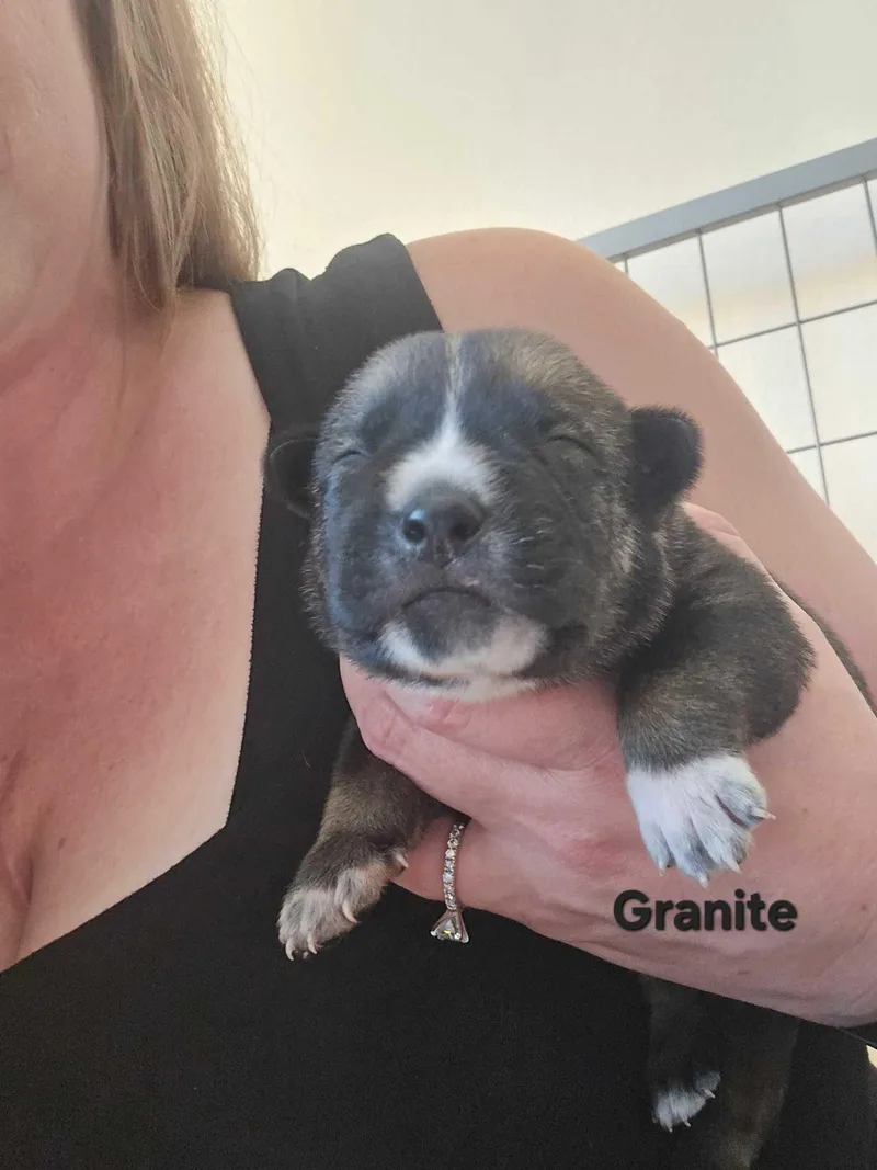 A baby small-sized male German Shepherd Dog dog named Granite for adoption in Tracy, CA