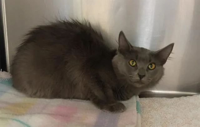 A young medium-sized female Domestic Long Hair cat named Stormi for adoption in Castaic, CA