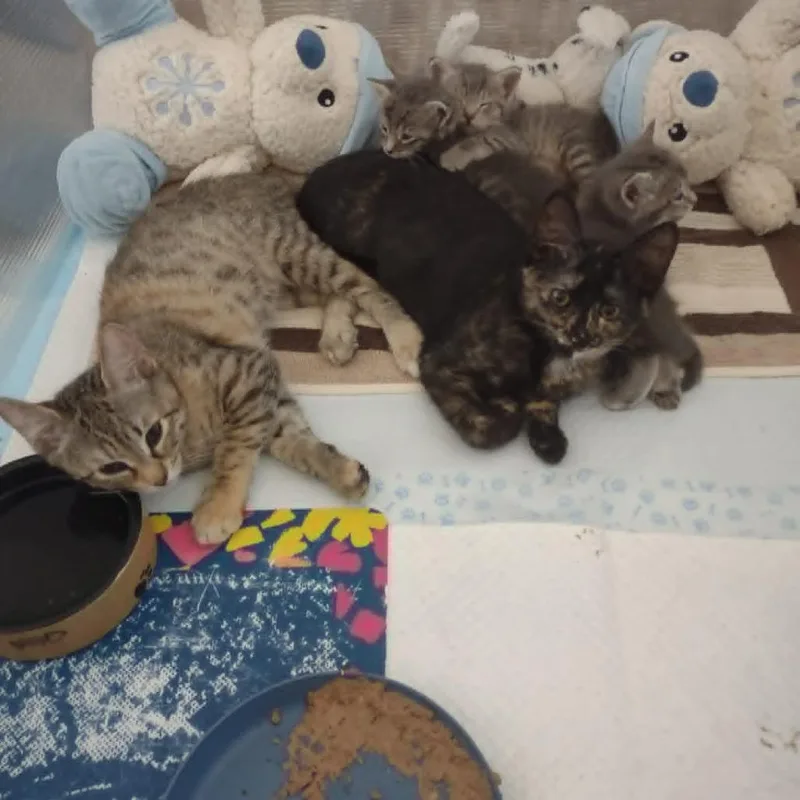 A baby small-sized female Brown / Chocolate Domestic Short Hair cat named Norah for adoption in Hemet, CA