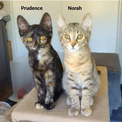 Norah thumbnail 2
