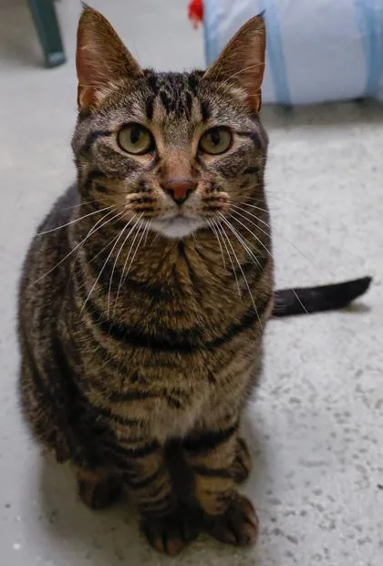 An adult large-sized male Domestic Short Hair cat named Jack for adoption in Verona, WI