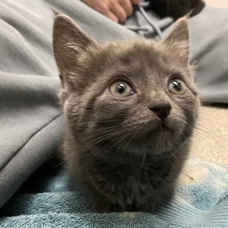 A baby small-sized female American Shorthair cat named Pistachio for adoption in Troy, VA