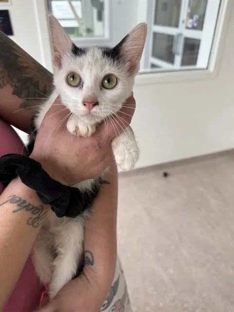 A baby small-sized female Domestic Short Hair cat named Pixel for adoption in Saint Louis, MO
