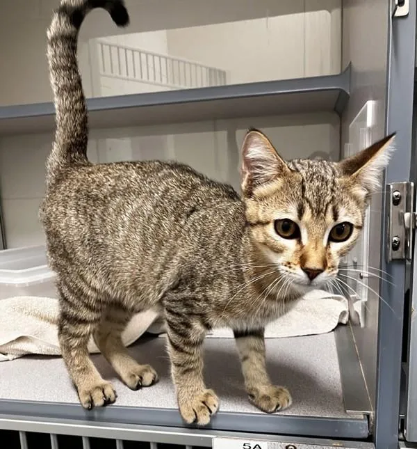 A baby medium-sized male Domestic Short Hair cat named Liberty for adoption in Stratham, NH