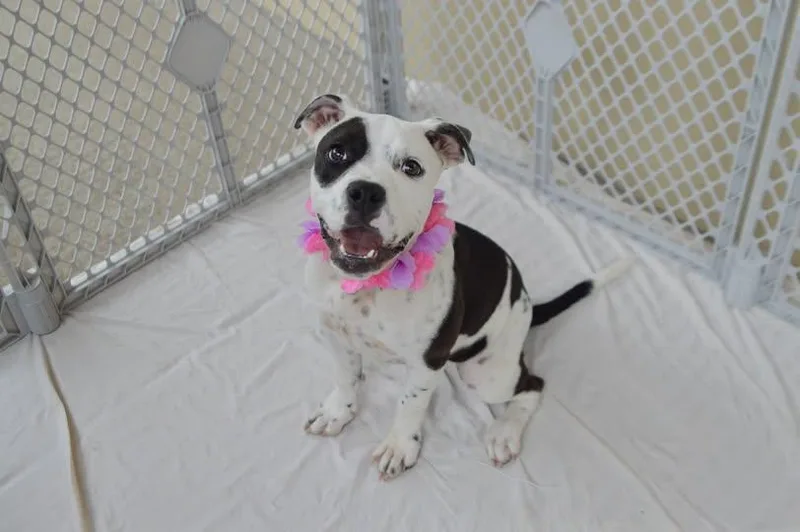 A baby large-sized female Pit Bull Terrier dog named Mouse for adoption in McKinney, TX