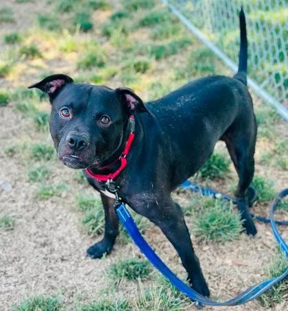 An adult large-sized male Mixed Breed dog named Kevin Gates for adoption in West Chester, PA