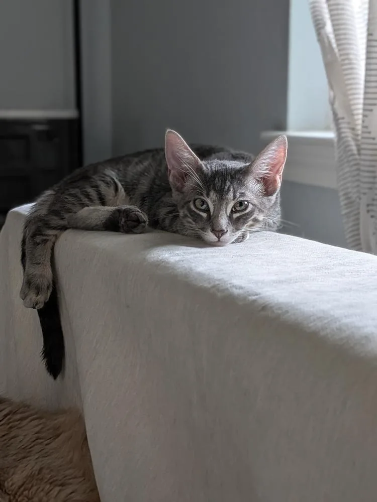 A baby small-sized male Tabby cat named Oatmeal Creme Pie for adoption in Dallas, TX